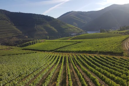 Vinhas da Quinta da Roêda, Pinhão © Viaje Comigo