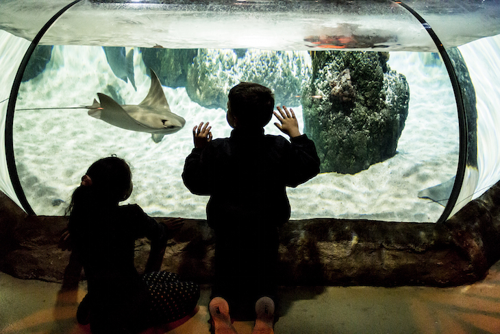 Sea Life Porto - Direitos Reservados