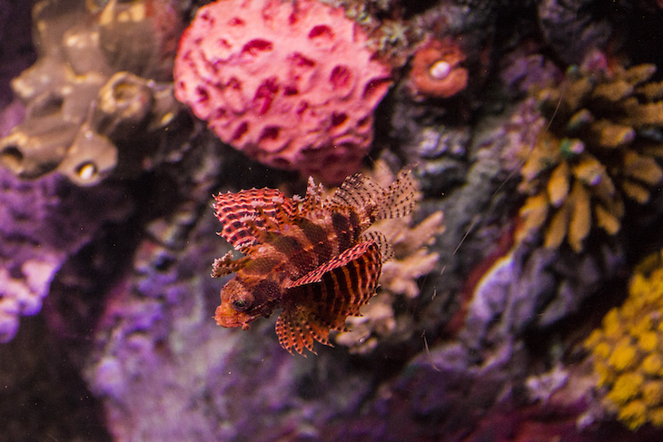 Sea Life Porto - Direitos Reservados