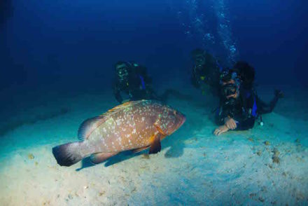 Scuba Diving Madeira - Direitos reservados