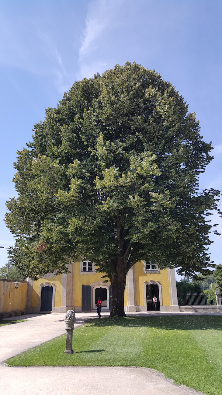 Árvore na Casa e Quinta da Prelada © Viaje Comigo®