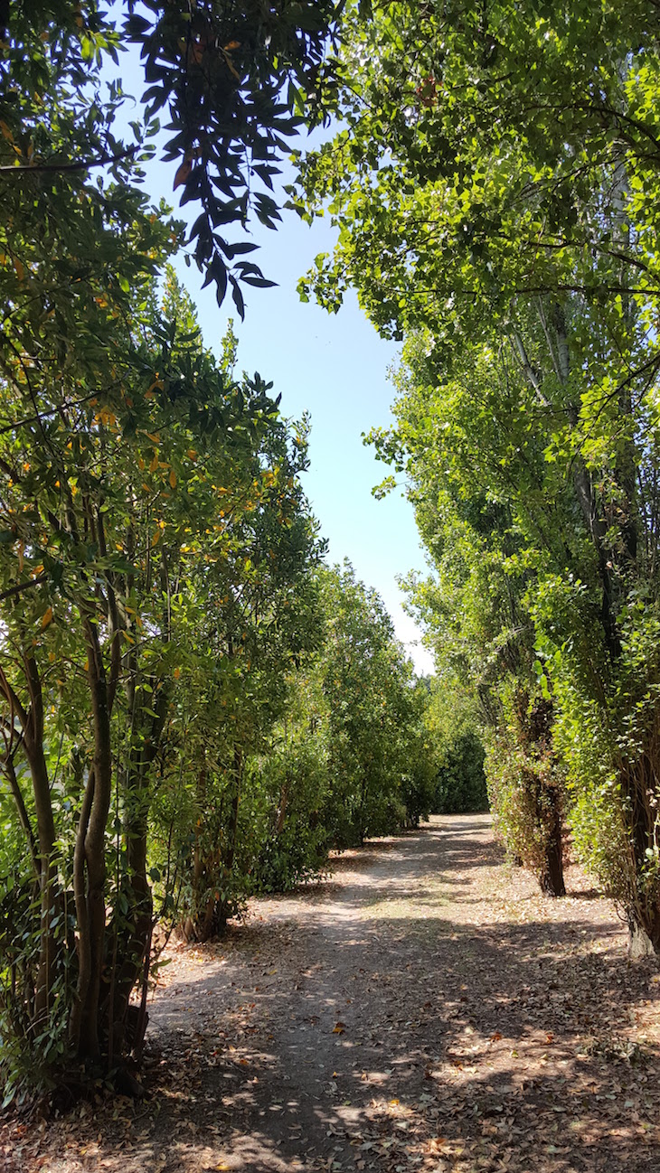 Árvores no Cantinho das Aromáticas © Viaje Comigo