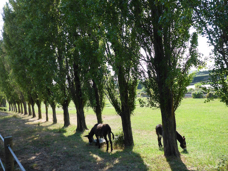 Burros no Cantinho das Aromáticas © Viaje Comigo