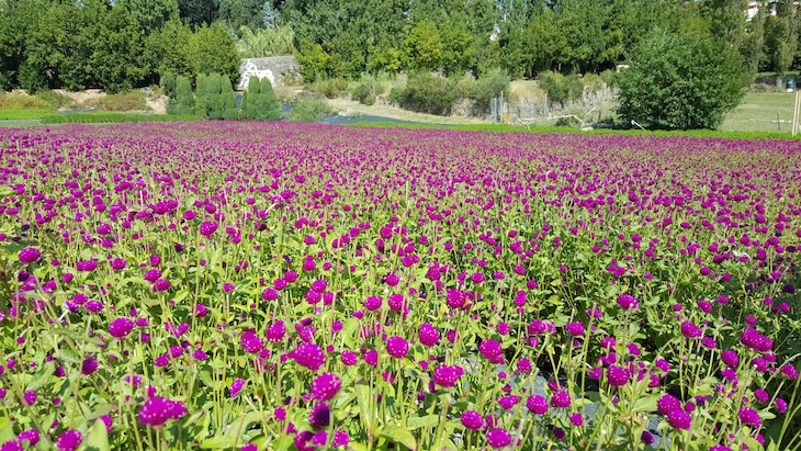 Campo de Perpétuas - Cantinho das Aromáticas © Viaje Comigo