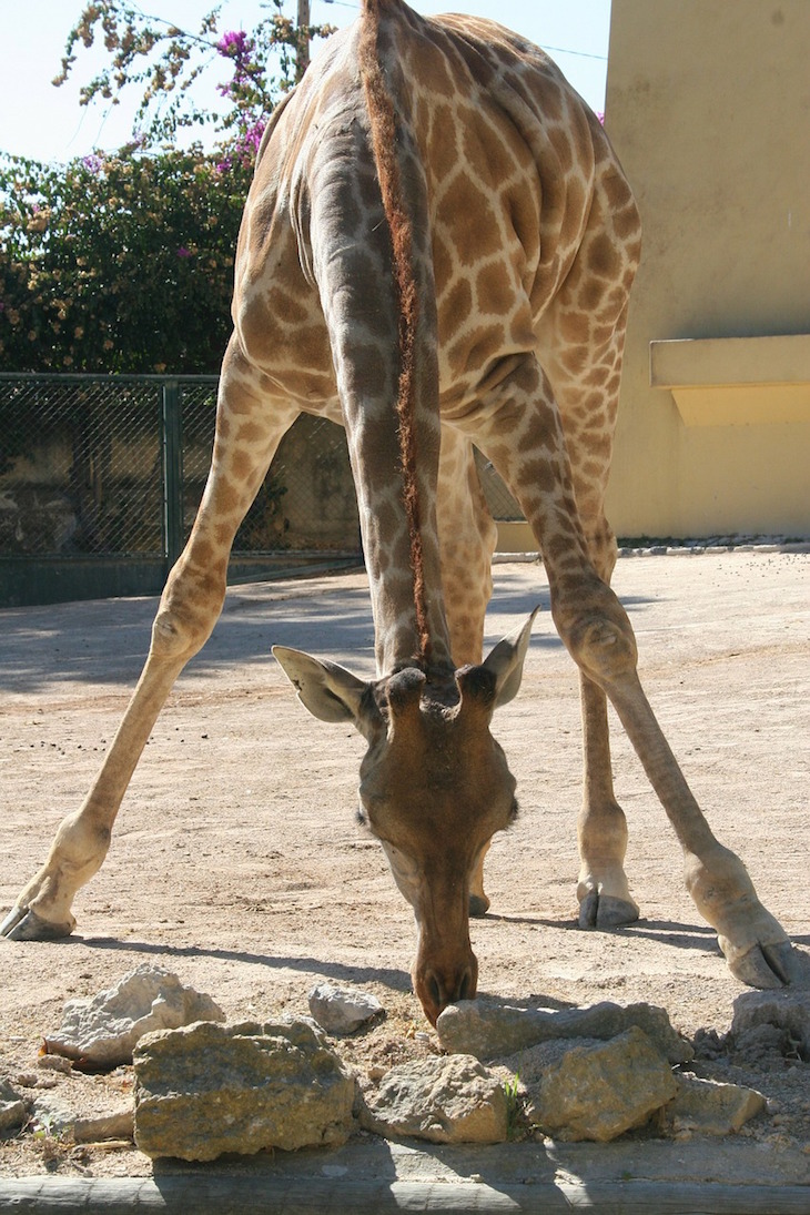Girafa © Pixabay