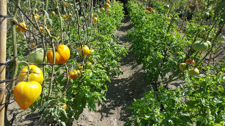 Tomates no Saliendo del Tiesto - Viaje Comigo