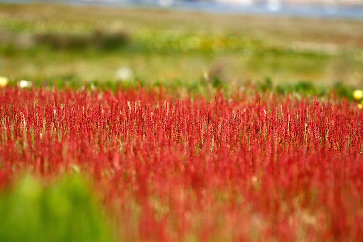 Mar vermelho © Maria Oswalda Rego