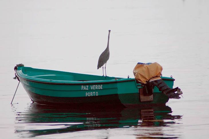 Paz verde © Maria Oswalda Rego