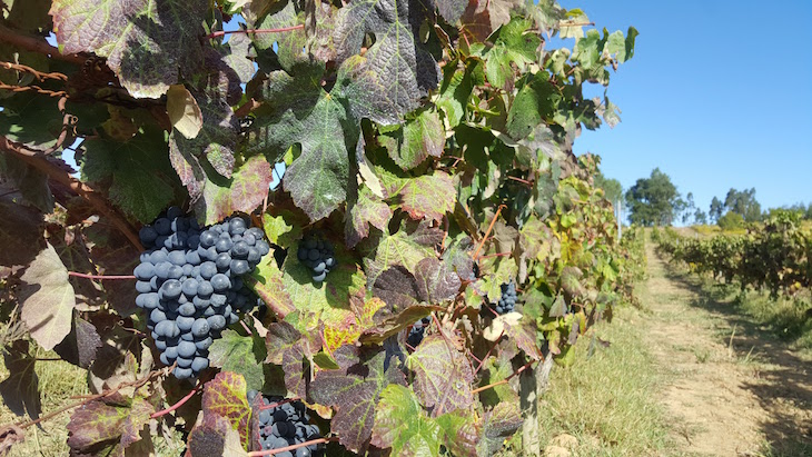 Quinta do Valdoeiro, Bairrada © Viaje Comigo