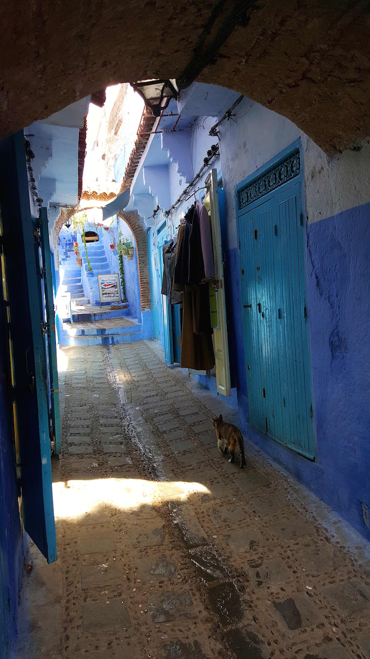 Gatos em Chefchaouen, Marrocos © Viaje Comigo