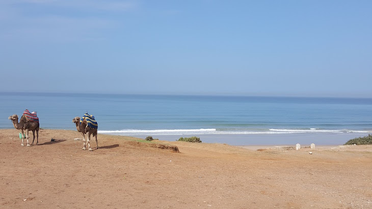 Camelos nas praias de Tânger - Marrocos © Viaje Comigo
