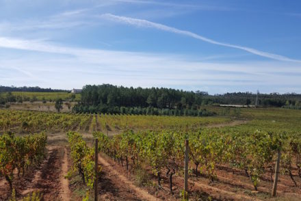 Quinta do Valdoeiro, Bairrada, Messias © Viaje Comigo