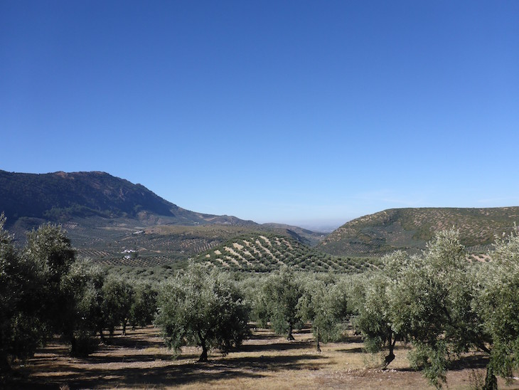 Oliveiras no Parque Natural das serras Subbéticas - Andaluzia © Viaje Comigo