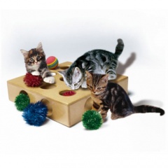 Brinquedos para gatos - DR