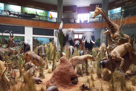 Animais no Museu de História Natural de Maputo © Viaje Comigo