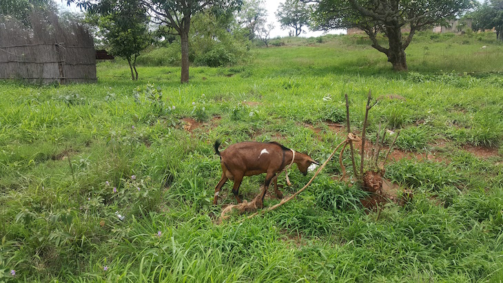 Cabra a pastar na Namaacha, Moçambique © Viaje Comigo