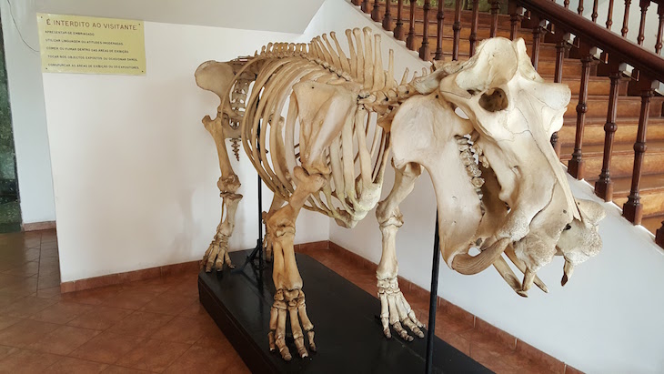 Dinossauro no Museu de História Natural de Maputo © Viaje Comigo