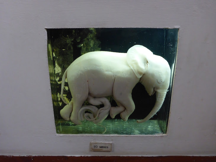 Feto de elefante - Museu de História Natural de Maputo © Viaje Comigo