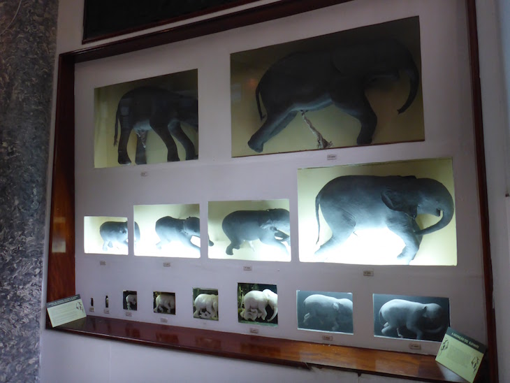 Feto de elefante - Museu de História Natural de Maputo © Viaje Comigo