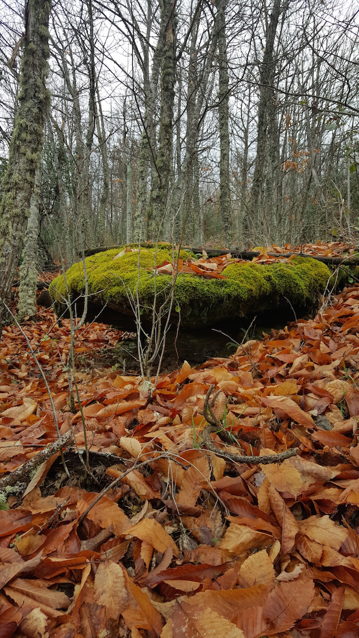 Fraga no cercado - na Serra de Bornes - Macedo de Cavaleiros © Viaje Comigo