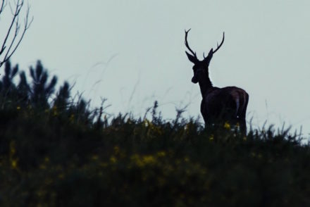 Veado na Lousã (foto de Maria Augusta Pinto)