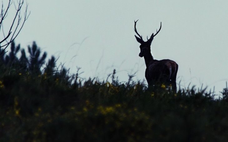 Veado na Lousã (foto de Maria Augusta Pinto)