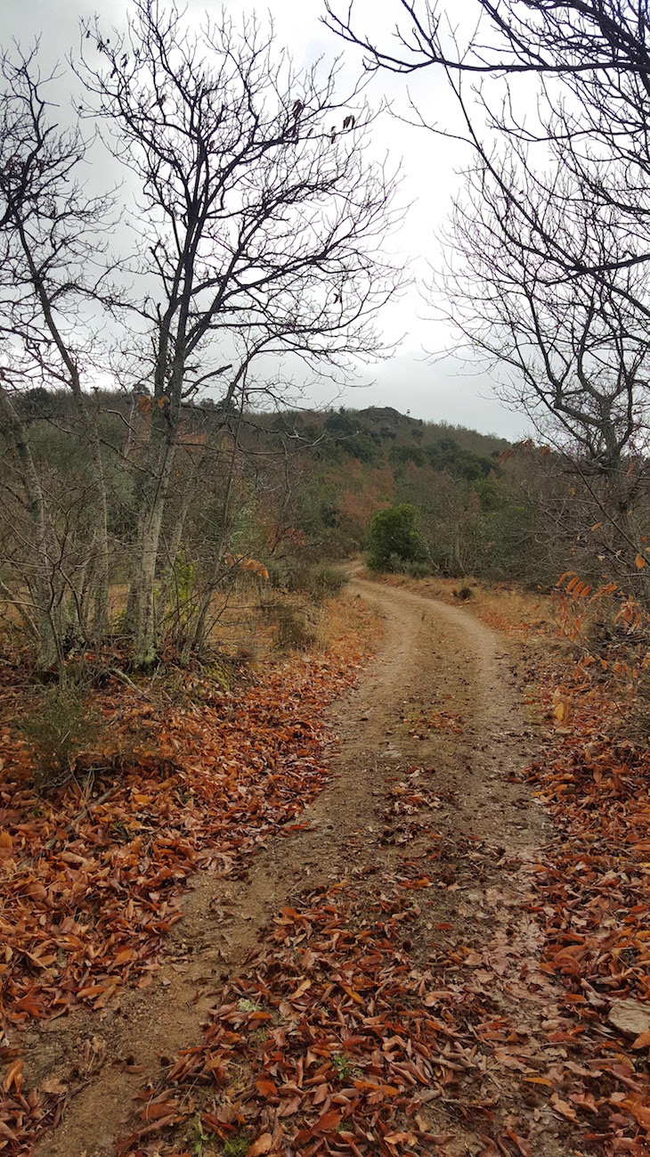 Caminho na Serra de Bornes - Macedo de Cavaleiros © Viaje Comigo