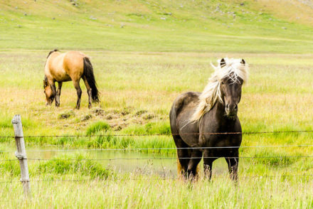 Cavalos na Islândia © Fotoviajar