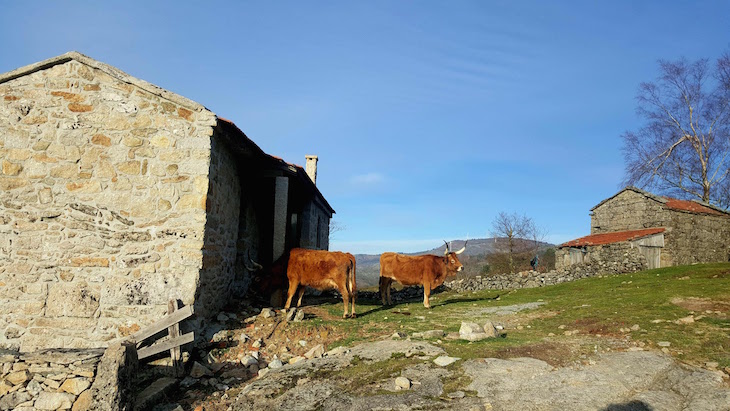 Inverneiras e Brandas - Arcos de Valdevez © Viaje Comigo