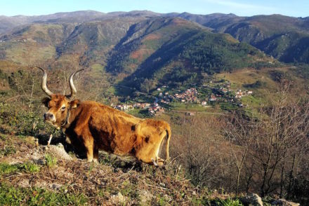 Sistelo - Arcos de Valdevez © Viaje Comigo