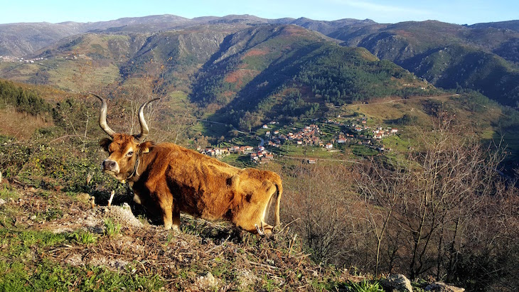 Sistelo - Arcos de Valdevez © Viaje Comigo