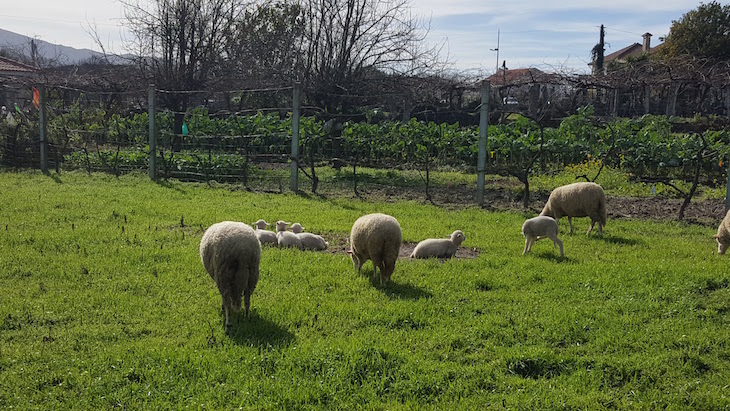 Soajo - Arcos de Valdevez © Viaje Comigo