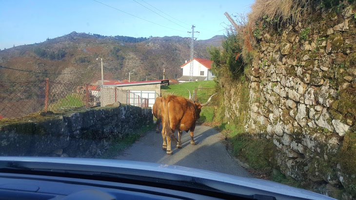 Vacas na estrada - Sistelo - Arcos de Valdevez © Viaje Comigo