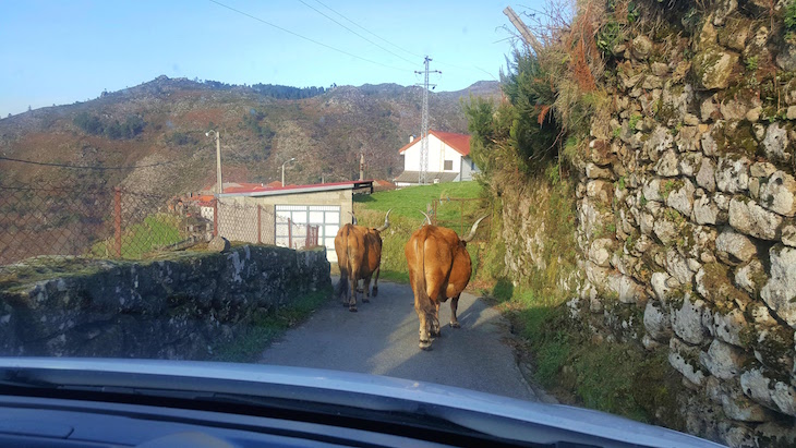 Vacas na estrada - Sistelo - Arcos de Valdevez © Viaje Comigo