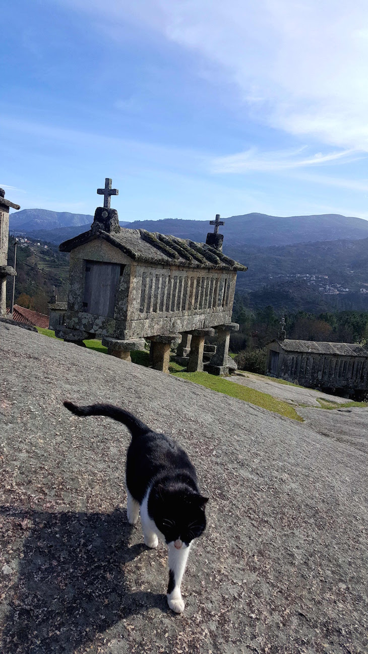 Gato nos espigueiros do Soajo - Arcos de Valdevez © Viaje Comigo