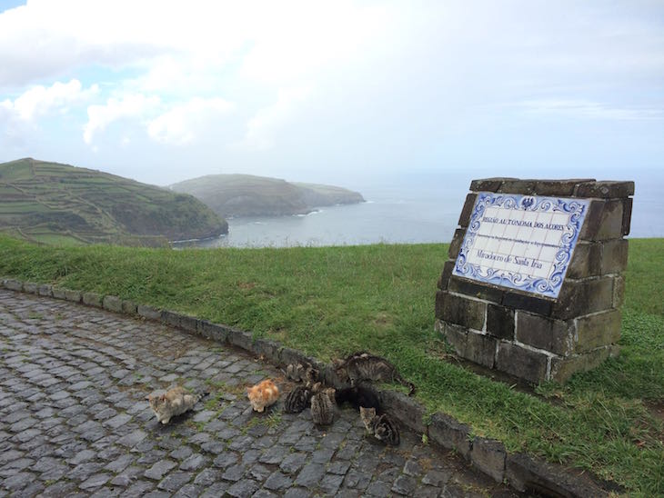 Gatinhos no Miradouro de Santa Iria - Ribeira Grande. S. Miguel, Açores © Viaje Comigo