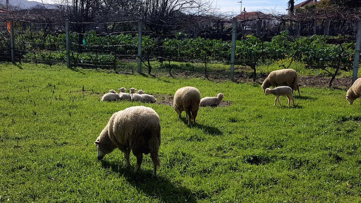 Soajo - Arcos de Valdevez © Viaje Comigo