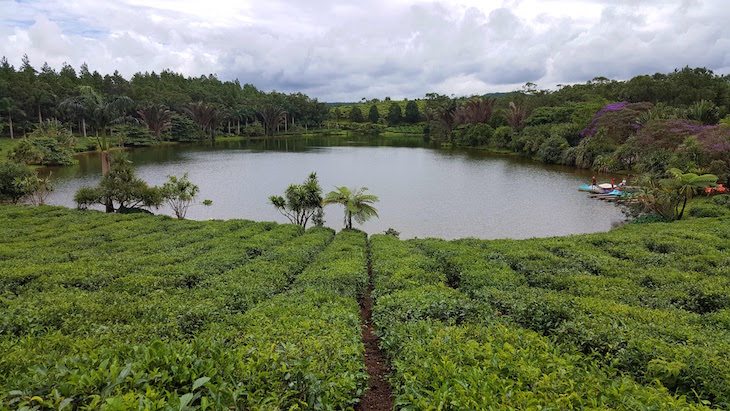 Campos de chá em Bois Chéri, Ilhas Maurícias © Viaje Comigo