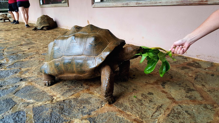 Dar de comer a tartarugas - La Vanille Nature Park, Ilhas Maurícias