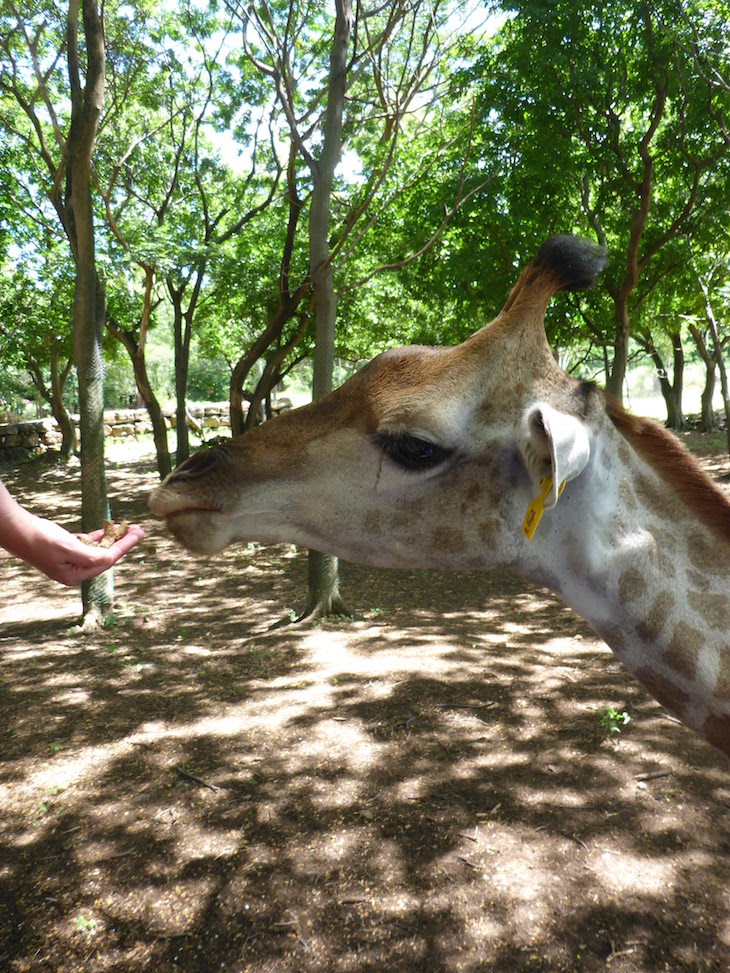 Alimentar as girafas - Casela World of Adventures - Ilhas Maurícias © Viaje Comigo