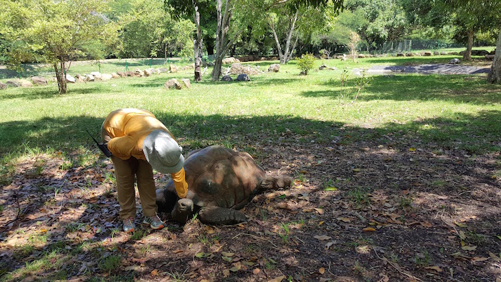 Massagem à tartaruga - Casela World of Adventures - Ilhas Maurícias © Viaje Comigo