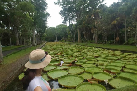 Jardim Botânico Sir Seewoosagur Ramgoolam - Pamplemousses - Ilhas Maurícias © Viaje Comigo