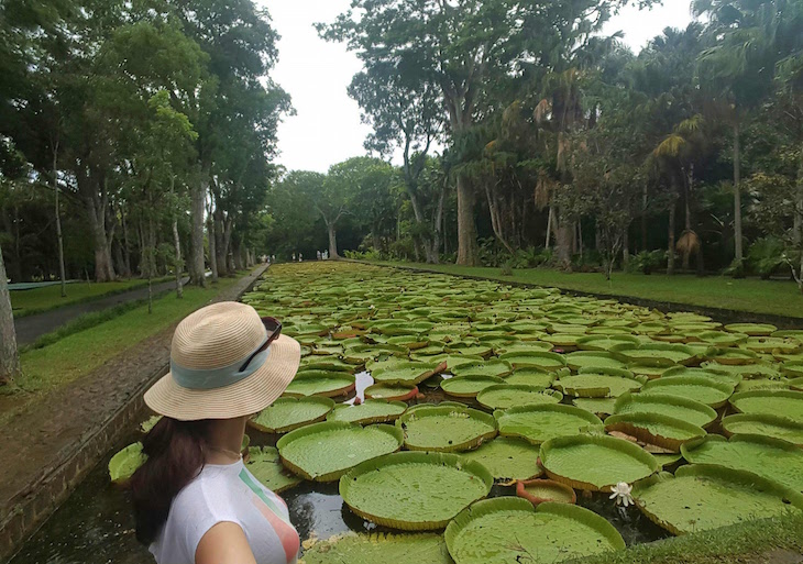 Jardim Botânico Sir Seewoosagur Ramgoolam - Pamplemousses - Ilhas Maurícias © Viaje Comigo