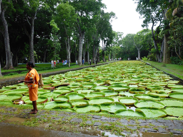 Jardim Botânico Sir Seewoosagur Ramgoolam - Pamplemousses - Ilhas Maurícias © Viaje Comigo