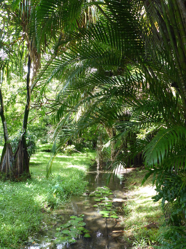Jardim Botânico Sir Seewoosagur Ramgoolam - Pamplemousses - Ilhas Maurícias © Viaje Comigo