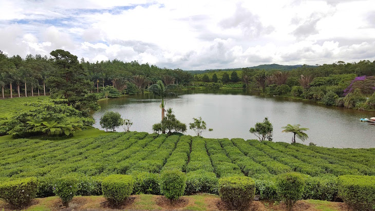Campos de chá em Bois Chéri, Ilhas Maurícias © Viaje Comigo