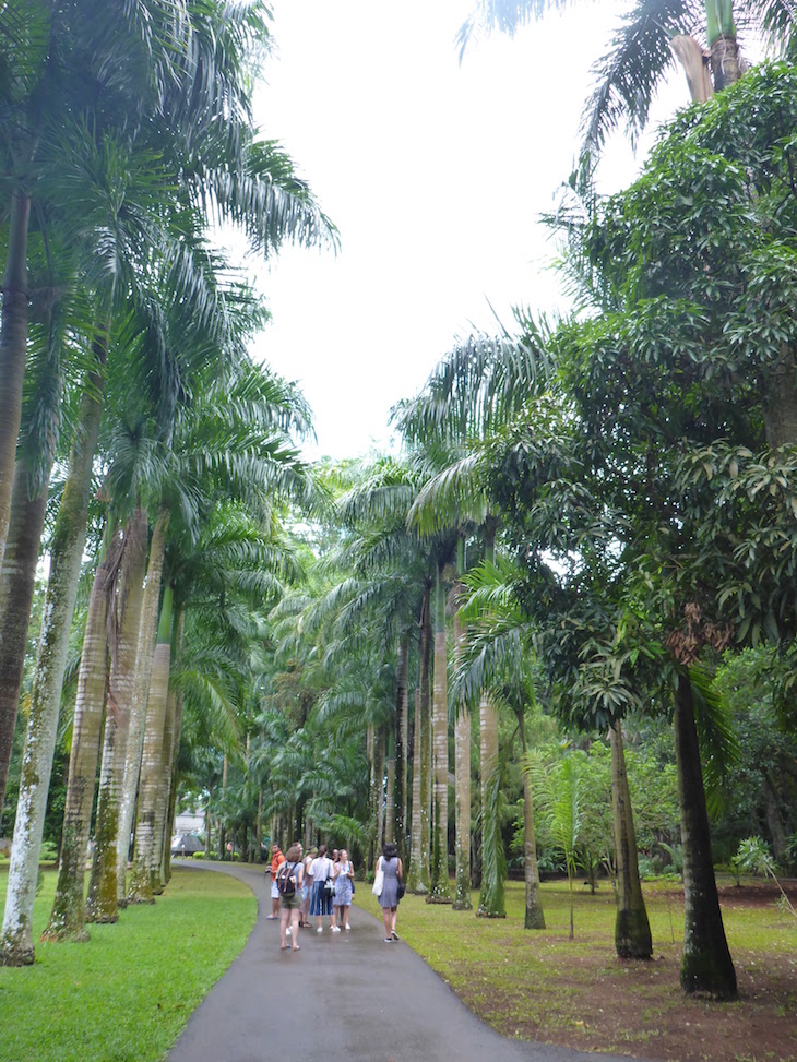 Jardim Botânico Sir Seewoosagur Ramgoolam - Pamplemousses - Ilhas Maurícias © Viaje Comigo