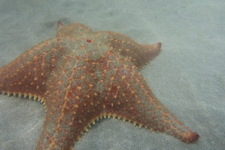 Playa de las Estrellas, Isla Colón, Panamá © Viaje Comigo