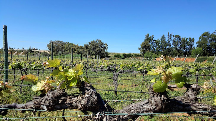 Paxá Wines - Algarve © Viaje Comigo