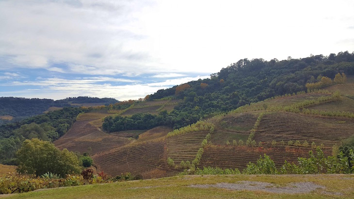 Vinhedos em Bento Gonçalves - Rio Grande do Sul - Brasil © Viaje Comigo